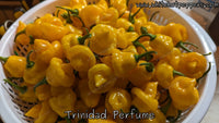 Trinidad Perfume - Pepper Seeds - White Hot Peppers